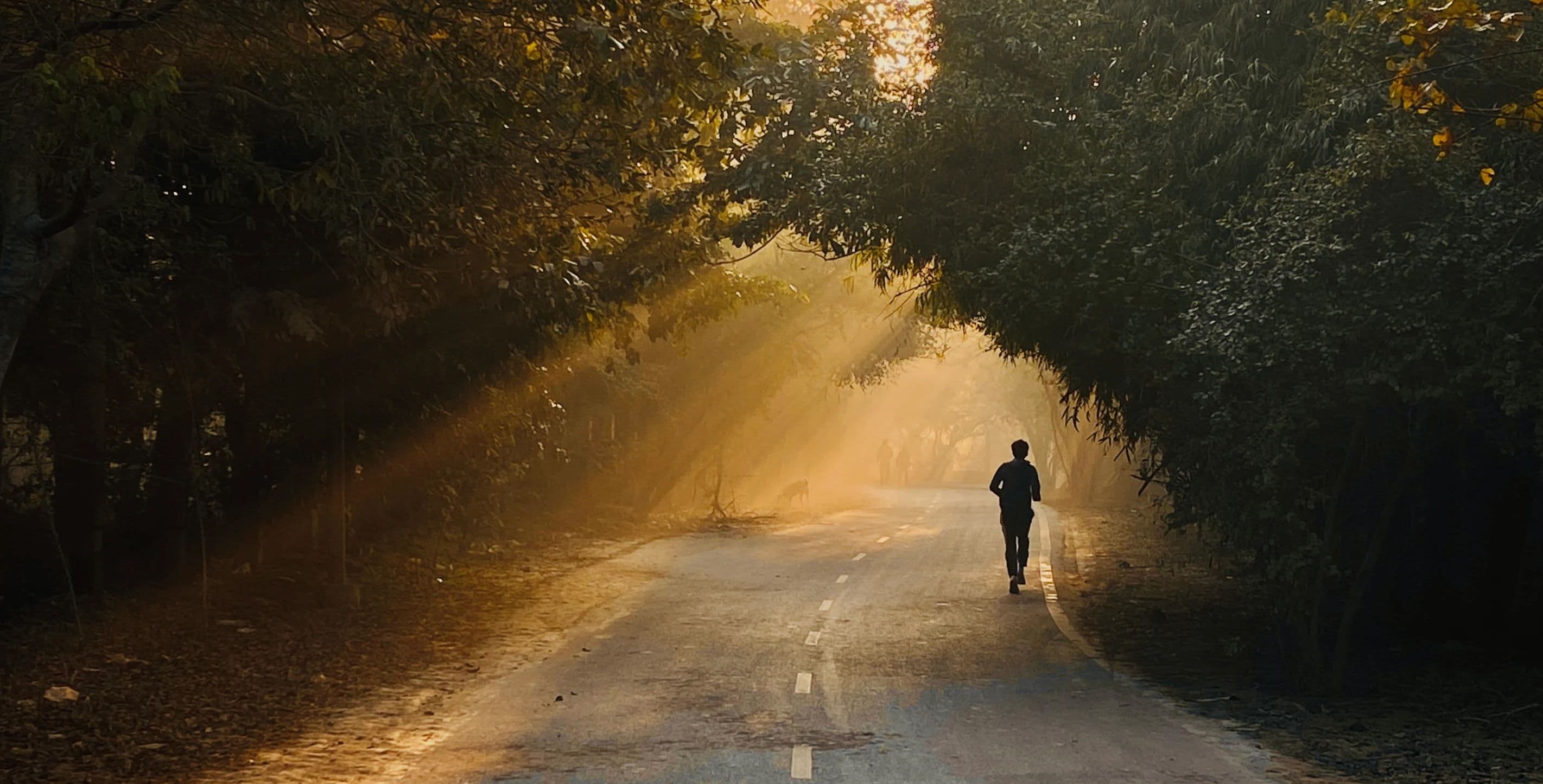 A lone runner in a serene forest path during a calm, sunlit morning